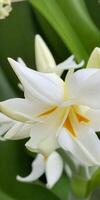 Mexikaner Tuberose Blume foto