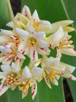 Mexikaner Tuberose Blume foto