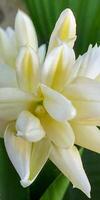 Mexikaner Tuberose Blume foto