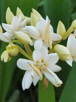 Mexikaner Tuberose Blume foto