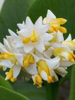 Mexikaner Tuberose Blume foto