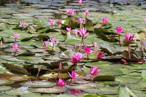 schließen oben Aussicht von Paar von Rosa Seerose im blomm schwebend auf das See foto