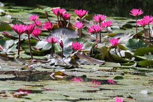 schließen oben Aussicht von Paar von Rosa Seerose im blomm schwebend auf das See foto