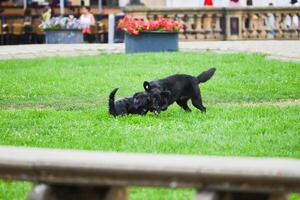 zwei Hunde Lauf nach jeder andere im das Park. Grün Feld im das Stadt. foto