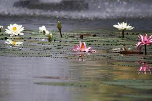 schließen oben Aussicht von Paar von Rosa Seerose im blomm schwebend auf das See foto