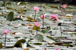 schließen oben Aussicht von Paar von Rosa Seerose im blomm schwebend auf das See foto