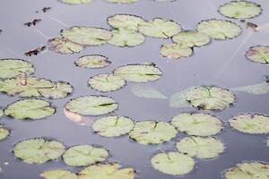 Amazonas Regen Wald Wasser Lilie. Lotus Blätter schweben auf Wasser foto