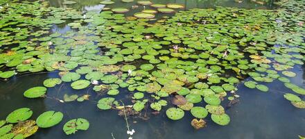 Amazonas Regen Wald Wasser Lilie. Lotus Blätter schweben auf Wasser foto