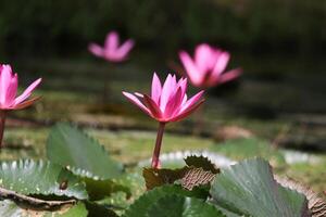 schließen oben Aussicht von Paar von Rosa Seerose im blomm schwebend auf das See foto