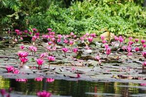 schließen oben Aussicht von Paar von Rosa Seerose im blomm schwebend auf das See foto