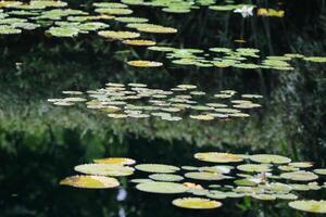 Amazonas Regen Wald Wasser Lilie. Lotus Blätter schweben auf Wasser foto