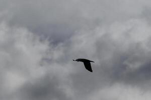 Wolkenlandschaft Landschaft, bedeckt Wetter über dunkel Blau Himmel. Sturm Wolken schwebend im ein regnerisch Stumpf Tag mit natürlich Licht. Weiß und grau szenisch Umgebung Hintergrund. Natur Sicht. foto