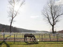 Pferdesport Ranch stabil Hof Laufen Pferde, Pferd Essen Gras auf Sommer- Feld, reinrassig Hengst Weide Panorama- Hintergrund foto