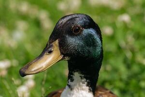 Stockente Ente Porträt mit Grün foto