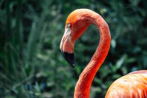 ein Flamingos beschwingt Rosa Eleganz ist gefangen im voll Ruhm wie es steht im still Wasser foto