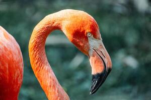 Profil von ein Flamingo im es ist Primzahl, präsentieren das auffällig Schönheit von es ist beschwingt Rosa Gefieder foto