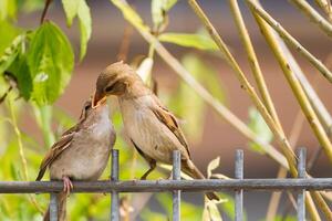 Spatz Fütterung es ist jung auf Eisen Zaun foto