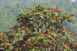 Rhododendron Untergattung Jungfernhäutchen. foto