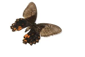 das verbreitet Mormone, ist ein verbreitet Spezies von Schwalbenschwanz Schmetterling weit verteilt über Asien foto