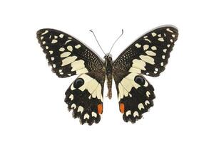 Orange Schmetterling kariert Schwalbenschwanz oder Papilio Demoleus foto