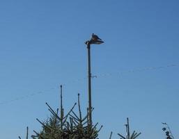 Ringeltaube Vogel Tier auf Lichtmast foto