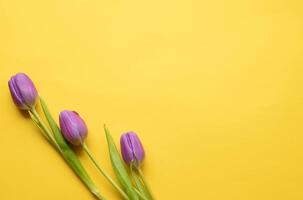 Frühling frisch Tulpen auf Gelb Hintergrund zum Mutter Tag, Valentinstag, Ostern Ferien Postkarte Einladungskopie space.top Aussicht Foto. foto