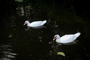 Ente im natürlich Feuchtgebiet bunt Vogel Schönheit auf heiter Landschaft foto