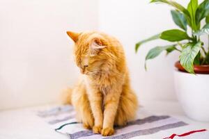 ein Rot, flauschige, schön Katze Lügen auf ein Weiß Fensterbrett durch ein Blume Topf und sieht aus erschrocken foto