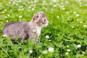 ein Hängeohren Katze Kätzchen Spaziergänge draußen im das Grün Gras unter das Klee foto