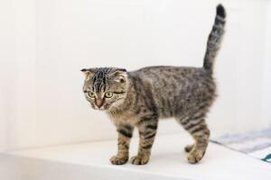 ein schottisch Hängeohren Katze Kätzchen Theaterstücke, springt auf anders Oberflächen und hat Spaß foto