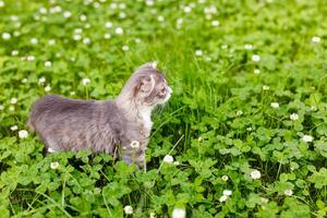 ein Hängeohren Katze Kätzchen Spaziergänge draußen im das Grün Gras unter das Klee foto