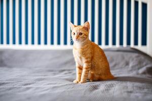 ein rot behaart wenig Kätzchen mit enorm Ohren sitzt auf ein Bett mit ein grau Decke und sieht aus um foto