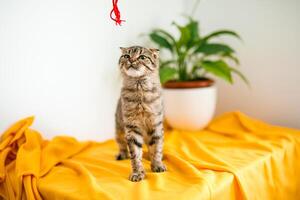 ein schottisch Hängeohren Katze Kätzchen Theaterstücke, springt auf anders Oberflächen und hat Spaß foto