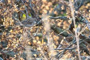 Spatz Sitzung auf ein Ast im das Schutz von ein Strauch. braun, Schwarz, Weiß wild Vogel foto