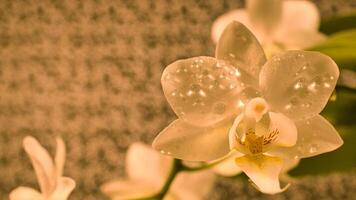 Orchidee mit Tautropfen auf das Blütenblätter. Orchidee Stengel mit Blumen gegen ein Hintergrund foto