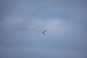 Kräne fliegen im v Formation im das Himmel. wandernd Vögel auf das Verdammt. Vogel foto