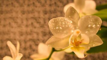 Orchidee mit Tautropfen auf das Blütenblätter. Orchidee Stengel mit Blumen gegen ein Hintergrund foto