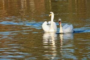 stumm Schwan Schwimmen auf das Wasser. groß Weiß Vogel. elegant mit herrlich Gefieder foto