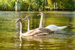 Schwan Familie. elegant Weiß Schwan schwimmt im das Wasser mit es ist zwei grau jung. Vogel foto