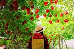 Gärtner Konzept von Obst von das Apfel Obstgarten foto