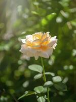 Sanft Orange Rose Blume foto