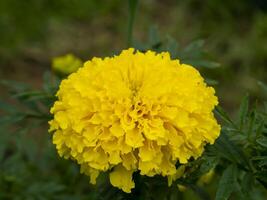 schließen oben Ringelblumen Blume foto