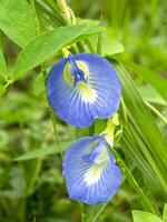 Blau Erbse, Schmetterling Erbse. foto