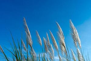 Weiß Gras Blume mit Blau Himmel Hintergrund. foto