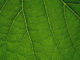 Makro von Grün Traube Blatt. foto