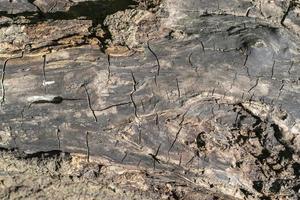 Eichenholzstruktur, alter trockener Stamm