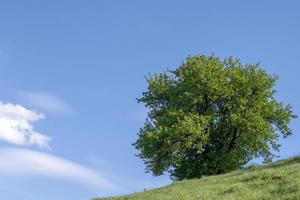 einsame große Eiche auf einem grünen Hügel gegen den blauen Himmel foto