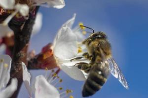 Eine Biene sammelt Nektar von einer blühenden Aprikosenblume. Nahaufnahme einer Biene. Biene auf einer Blume vor blauem Himmel. foto