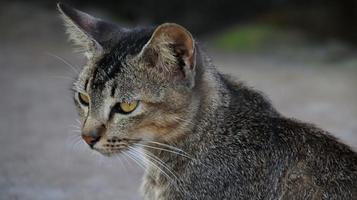 streunende Katzen, die auf der Straße essen. eine Gruppe obdachloser und hungriger Straßenkatzen, die Nahrung von Freiwilligen essen. Fütterung einer Gruppe wilder streunender Katzen, Tierschutz- und Adoptionskonzept foto