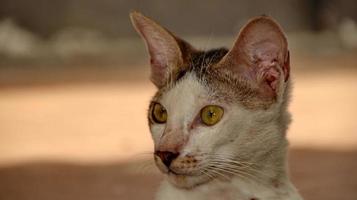 streunende Katzen, die auf der Straße essen. eine Gruppe obdachloser und hungriger Straßenkatzen, die Nahrung von Freiwilligen essen. Fütterung einer Gruppe wilder streunender Katzen, Tierschutz- und Adoptionskonzept foto